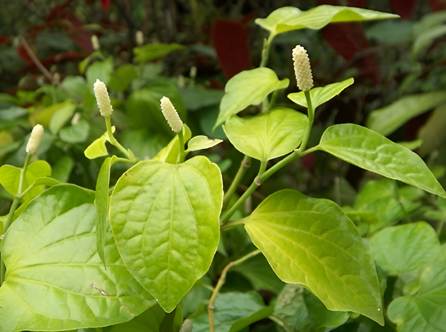 绿色的植物 AI 生成的内容可能不正确。